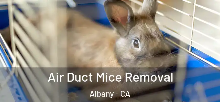  Air Duct Mice Removal Albany - CA
