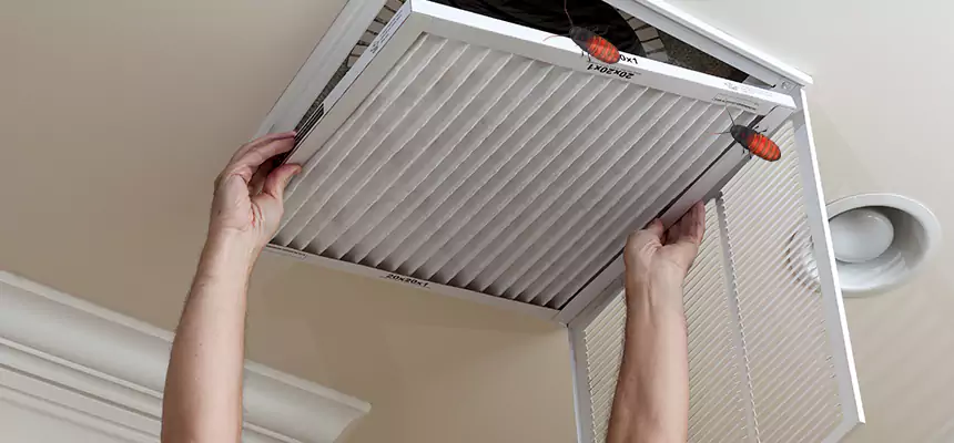Our Insect Removal from Air Ducts Services in Albany, CA